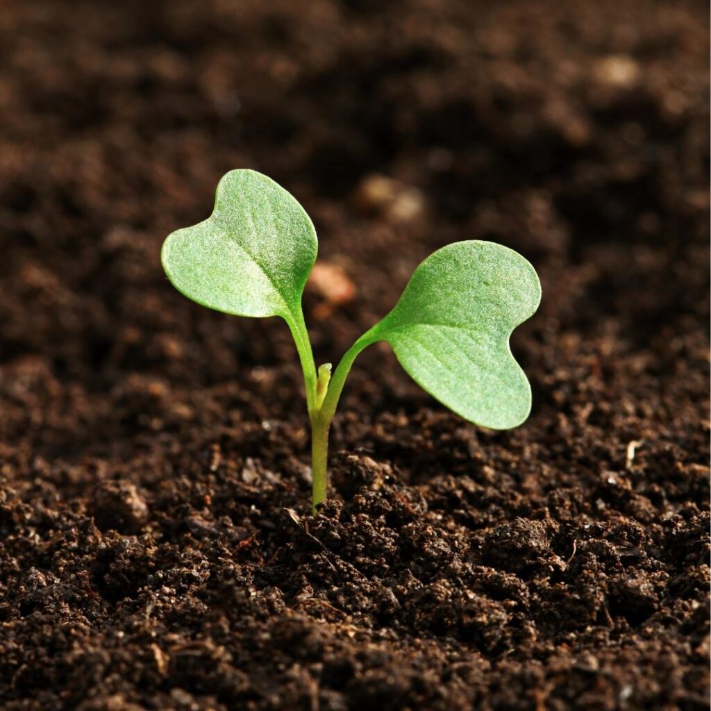 What is Mindfulness? Mindfulness & Meditation What is Mindfulness? The Now Project